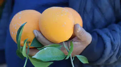 Adana’da Tescilli Kozan Portakalı Dalında Altın Değerinde